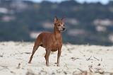 PINSCHER NAIN 034